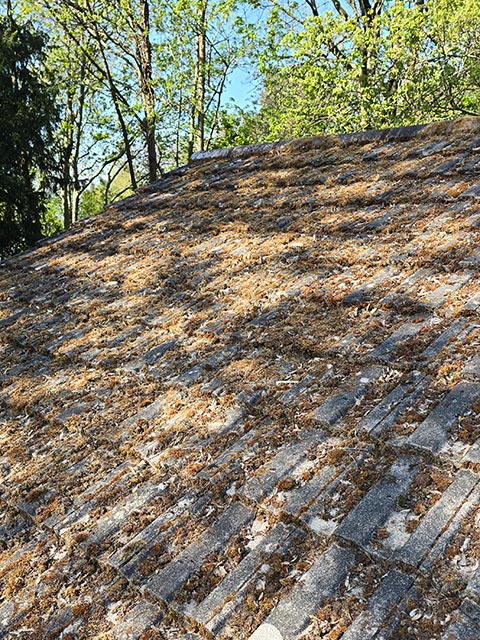 Moss Cleared on Roof Side View - Before Photo - Bournemouth Roofing Poole Christchurch Dorset