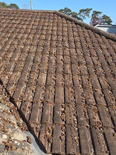 Moss Cleared on Roof Side View - Before Photo - Bournemouth Roofing Poole Christchurch Dorset